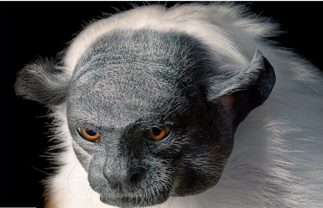 Nesli Tükenmekte Olan Hayvanlar - Tim Flach'in Objektifinden