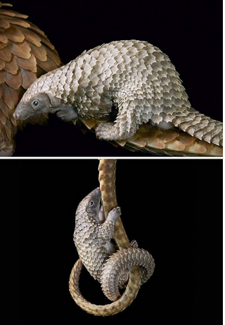 Nesli Tükenmekte Olan Hayvanlar - Tim Flach'in Objektifinden