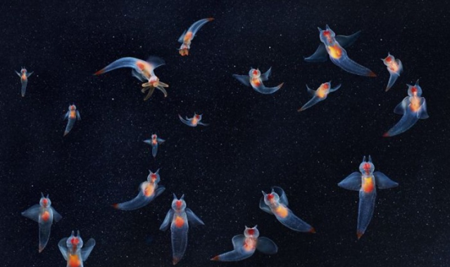 Nesli Tükenmekte Olan Hayvanlar - Tim Flach'in Objektifinden