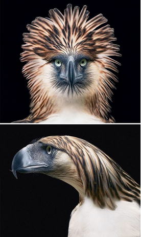 Nesli Tükenmekte Olan Hayvanlar - Tim Flach'in Objektifinden