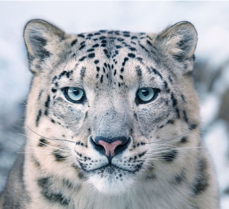 Nesli Tükenmekte Olan Hayvanlar - Tim Flach'in Objektifinden