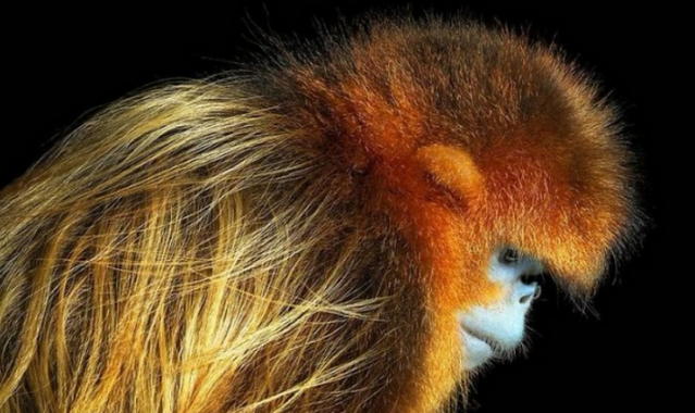 Nesli Tükenmekte Olan Hayvanlar - Tim Flach'in Objektifinden