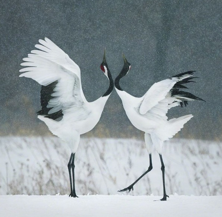 Nesli Tükenmekte Olan Hayvanlar - Tim Flach'in Objektifinden
