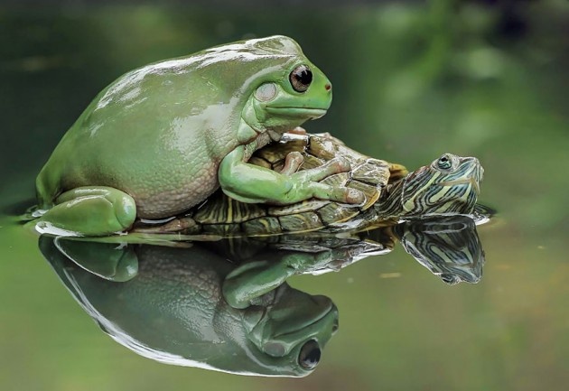 Kurbağaların tahmin edemeyeceğiniz kadar eğlenceli dünyası