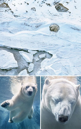 Nesli Tükenmekte Olan Hayvanlar - Tim Flach'in Objektifinden