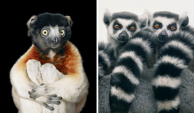 Nesli Tükenmekte Olan Hayvanlar - Tim Flach'in Objektifinden