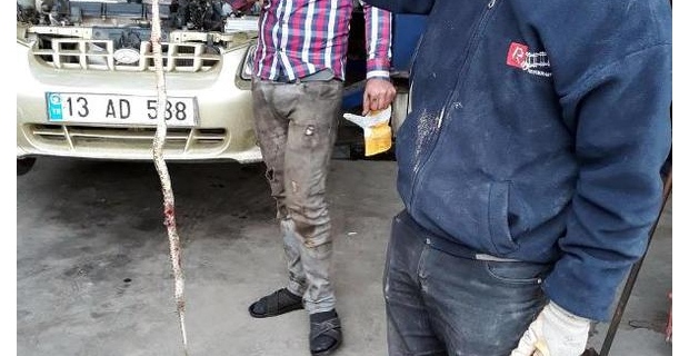 Tatvan'da otomobil kaputundan yılan ölüsü çıktı