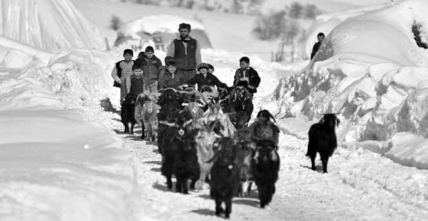 Mutki'de zorlu besicilik