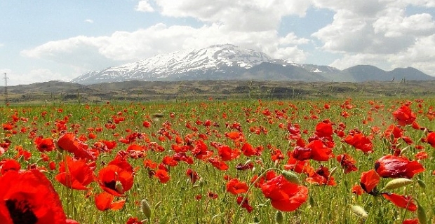 Süphan dağı ve gelincik çiçeklerinin muhteşem manzarası