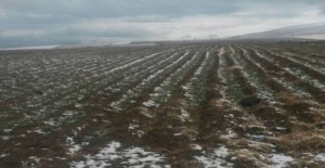 Tatvan’da buğday ekim alanları kontrol edildi