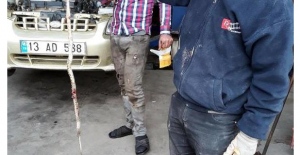 Tatvan'da otomobil kaputundan yılan ölüsü çıktı