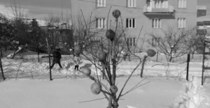 Tatvan'da aç kalan kuşlar için ağaca elma asıldı
