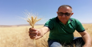 Kuraklık Ahlat'ta buğday verimini yüzde 60 düşürdü