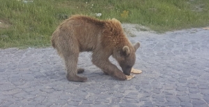 Kardeş boz ayılarla Nemrut'un ziyaretçileri arttı